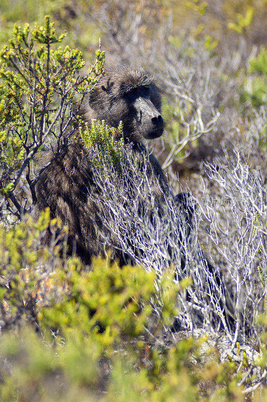 南非开普半岛的狒狒。