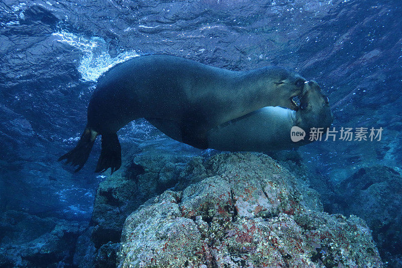 加州海狮