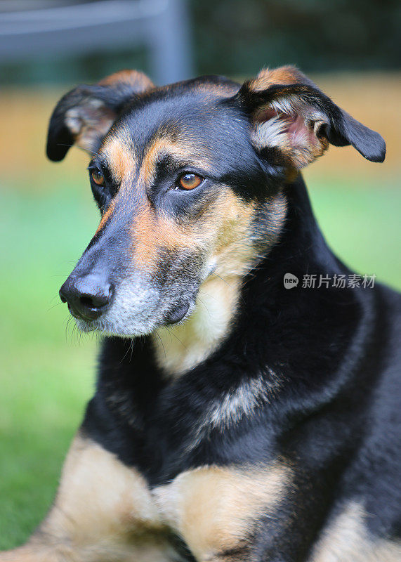 各种姿势的满足的老悲伤的德国牧羊犬交叉