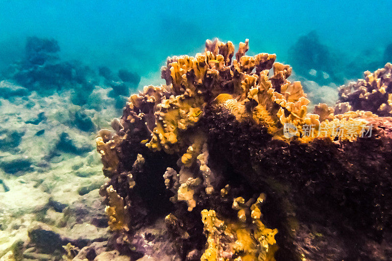 热带加勒比海洋生物水下珊瑚礁和海洋鱼类