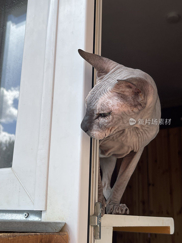 秃头斯芬克斯猫