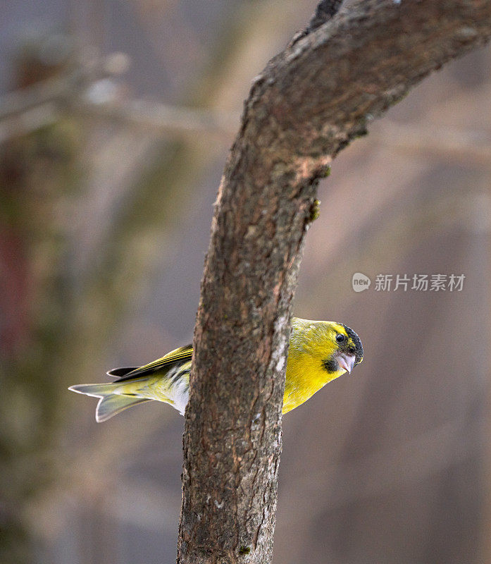 2月，挪威奥斯陆，西斯金栖息