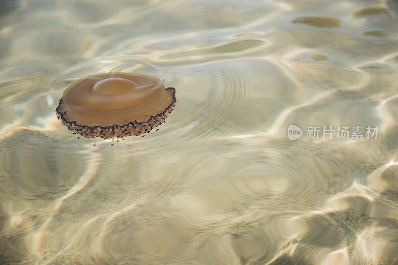 漂浮在海里的水母