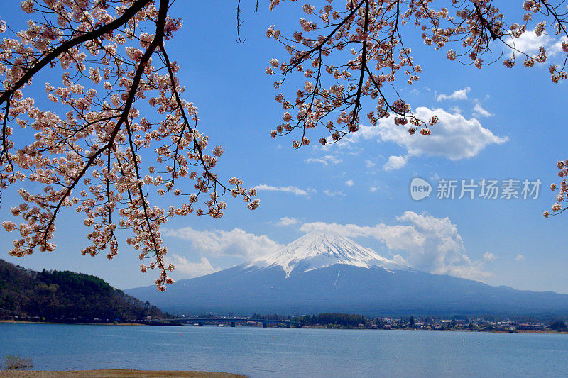 从川口湖岸边看富士山和樱花