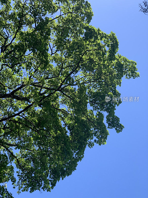 在一个阳光明媚的夏日，从低角度看，绿色的树冠映衬着晴朗的天空