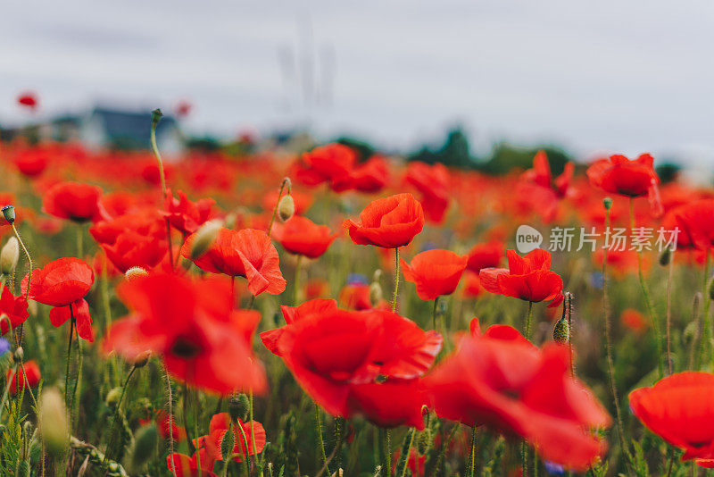 罂粟花田