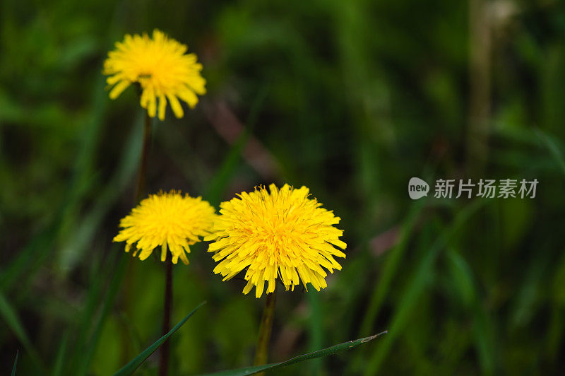 黄色的蒲公英花在绿色上