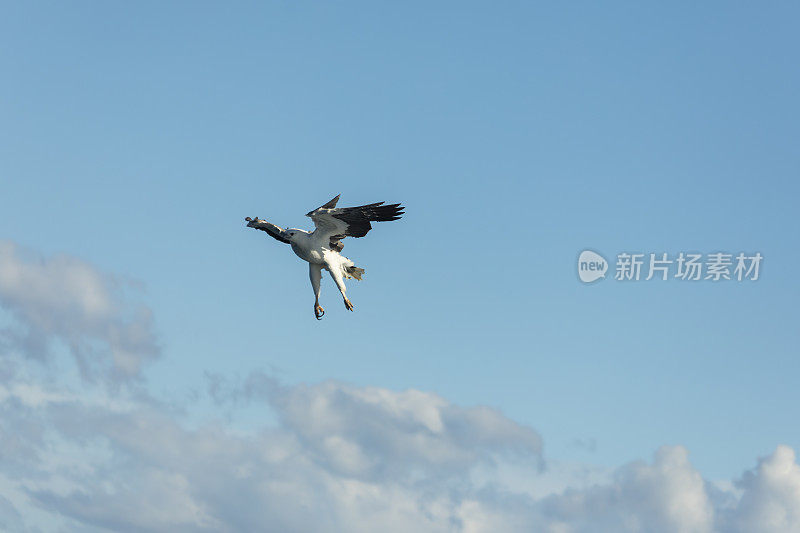 一只澳大利亚海鹰俯冲下来从海里抓鱼
