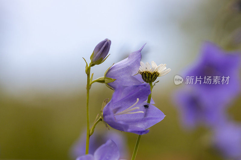 玛格丽特・黛西和蓝铃花