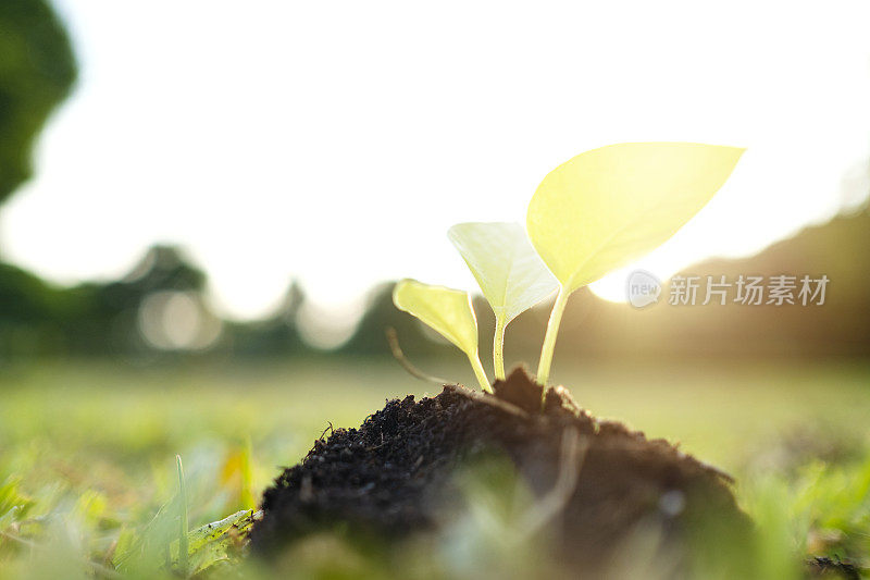 在一个阳光明媚的春日，一个年轻女子用花园铲子在土壤中种植花苗