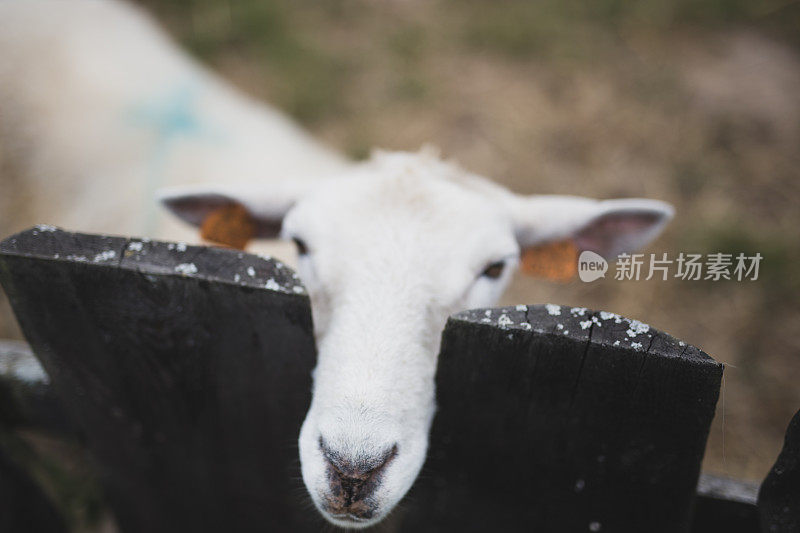 羊在院子里