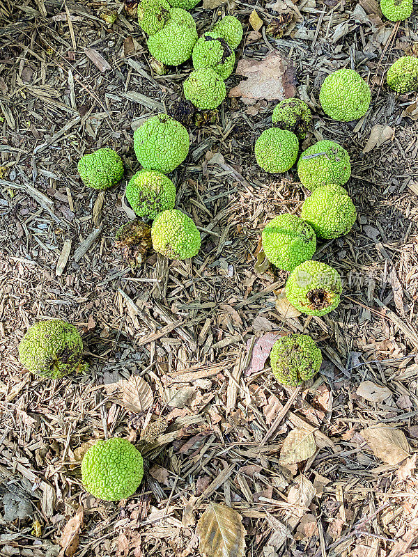 在密苏里州的夏末，橙色的橘子散落在地上。