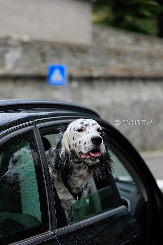 车窗外的英国猎犬