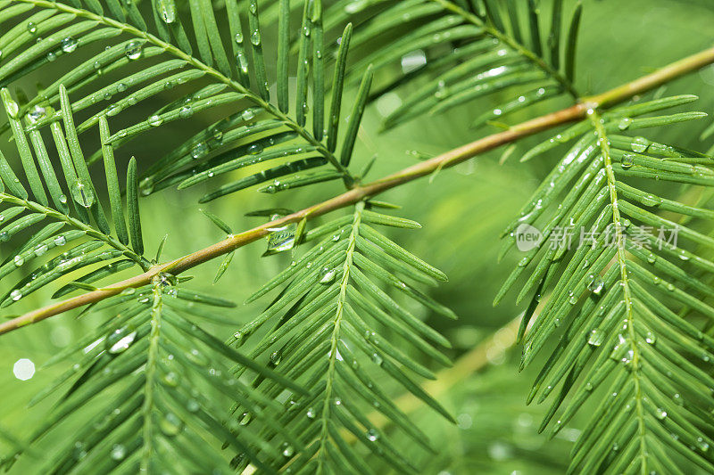 小雨打在树叶