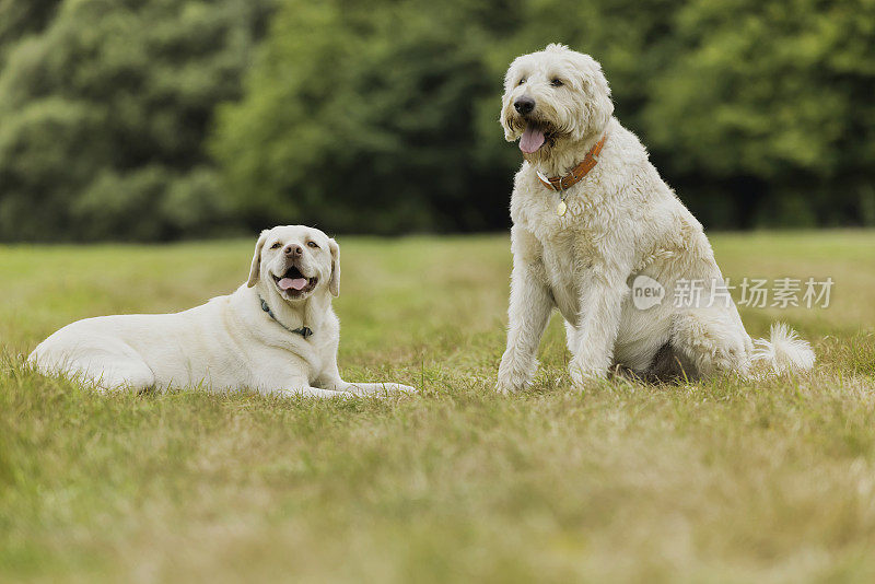 拉布拉多和Labradoodle