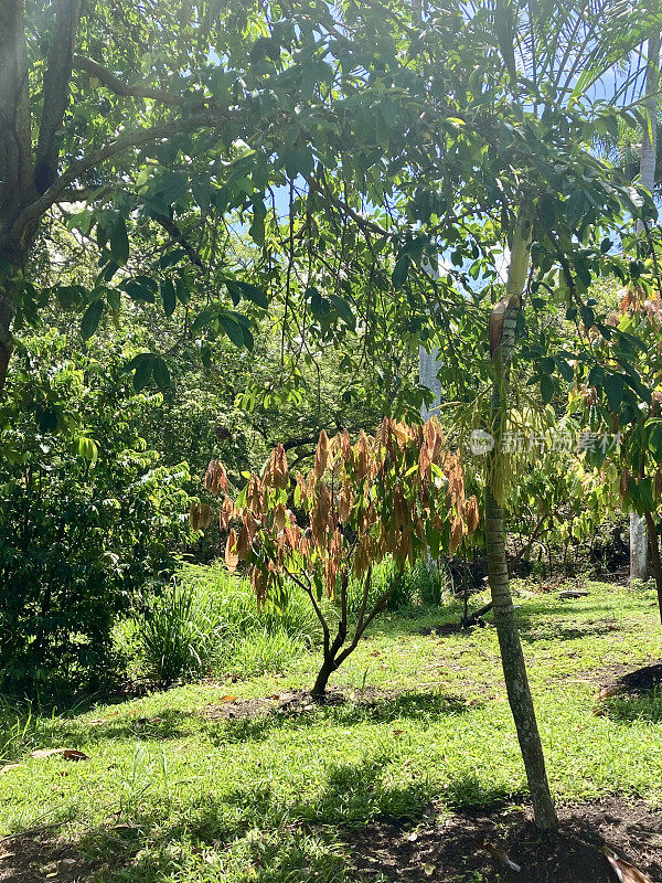 多米尼加共和国-可可植物和végétation