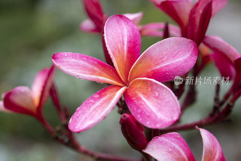 粉红色开花植物特写镜头