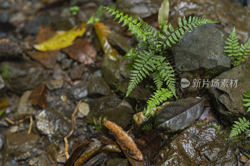 滋润了美丽森林里植物的雨水