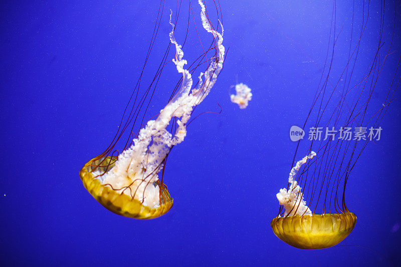 两只黄色水母在水族馆里一起游泳