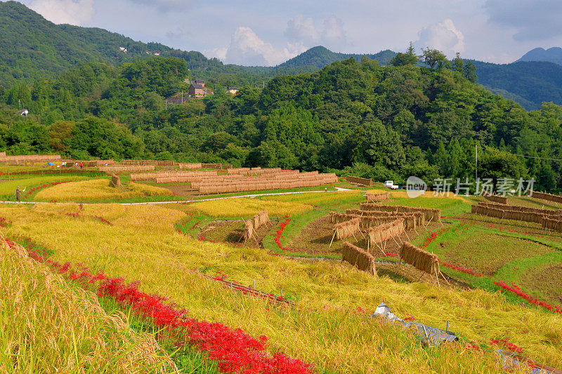 秋日的寺坂梯田，位于琦玉县秩父县