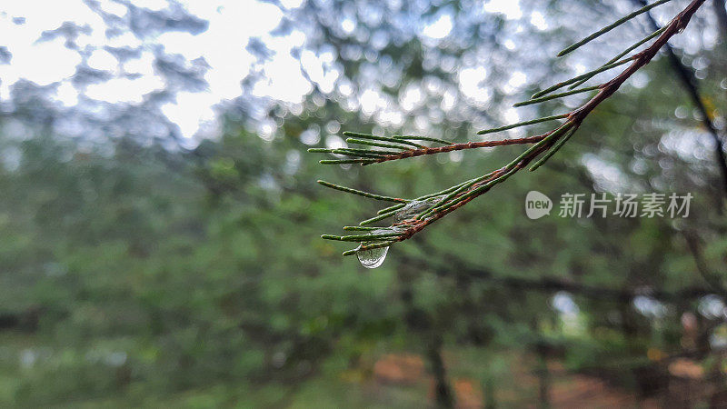 雨后松树上的水滴