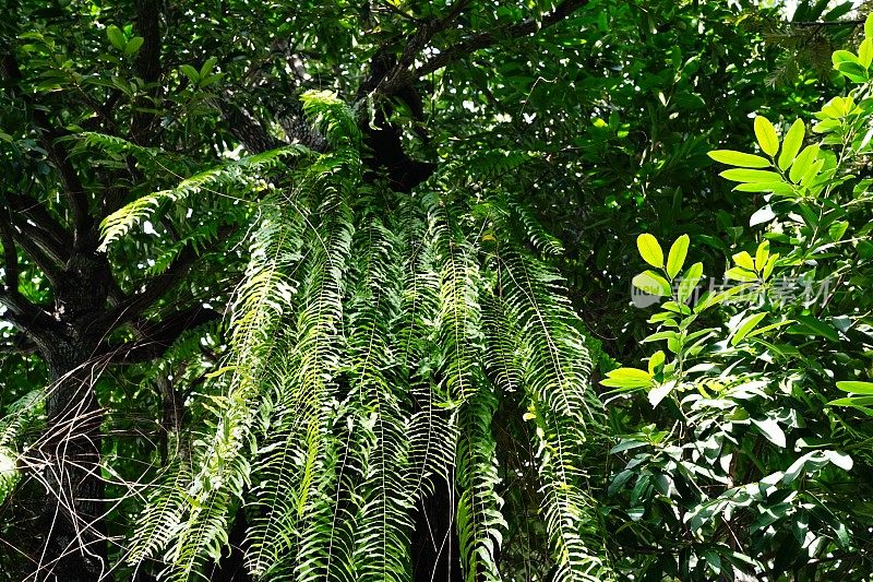 花园里美丽的蕨类植物叶子