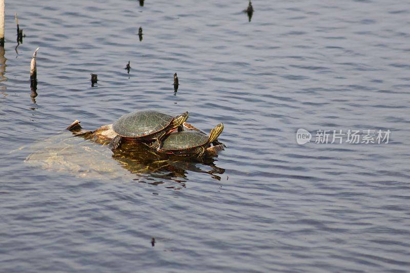 一对乌龟一起坐在水面外的一小块陆地上