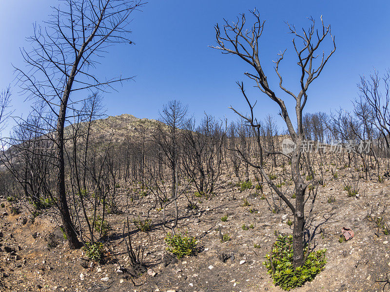树木在森林大火中被烧毁