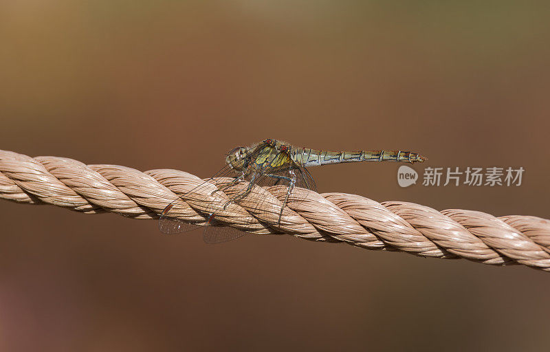 飞镖蜻蜓(黄纹蜻蜓)