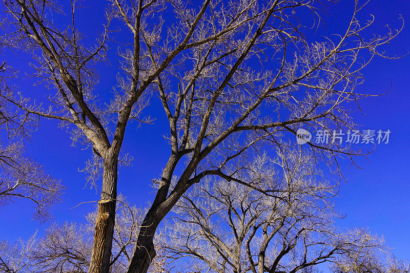 没有叶子的棉杨树和清爽的蓝天