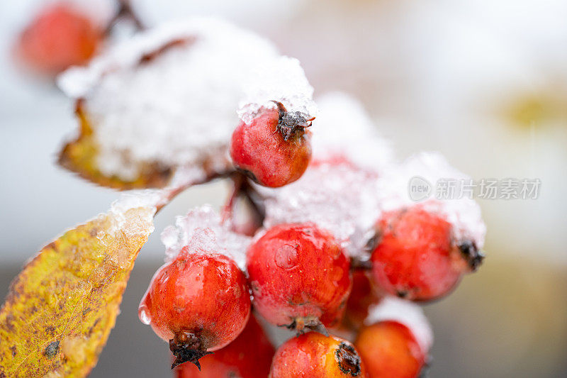 被雪覆盖的苹果树