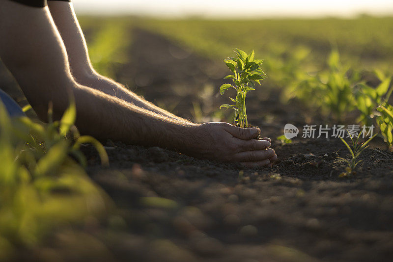 人锄土，手栽青苗