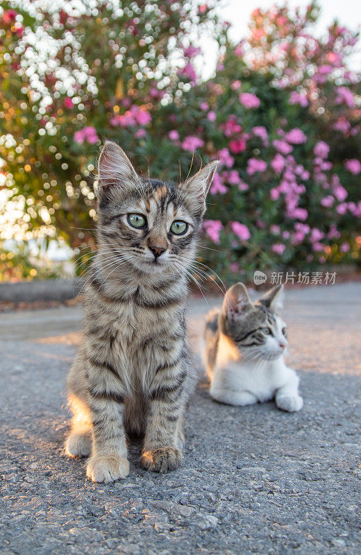 两只小流浪猫。