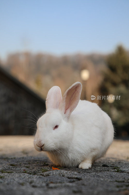 公园里的小白兔