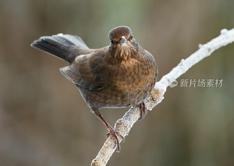 普通的黑鹂，挪威奥斯陆