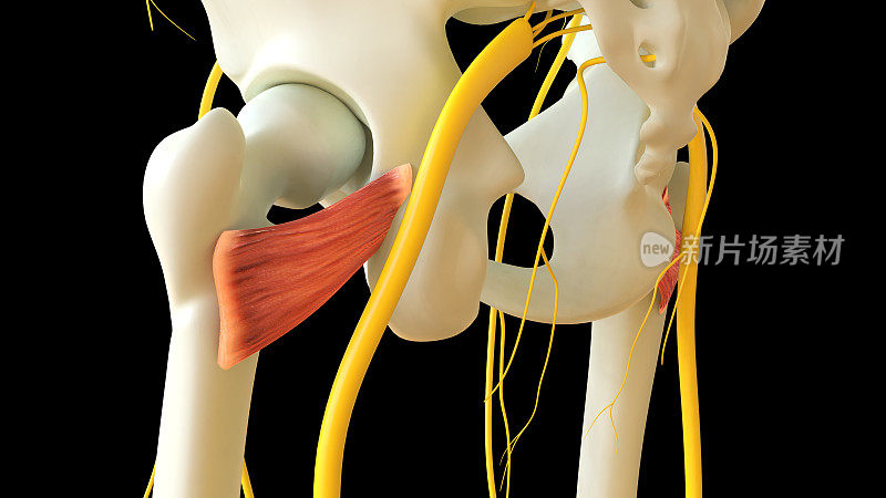 股四头肌解剖的医学概念3D渲染