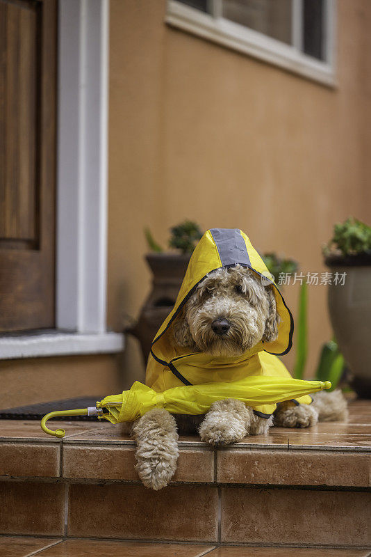 雨天金毛犬散步