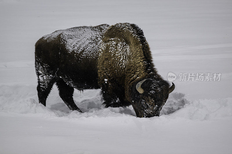 美国野牛在黄石国家公园的雪地里试图在雪下寻找食物。用头把雪移走。