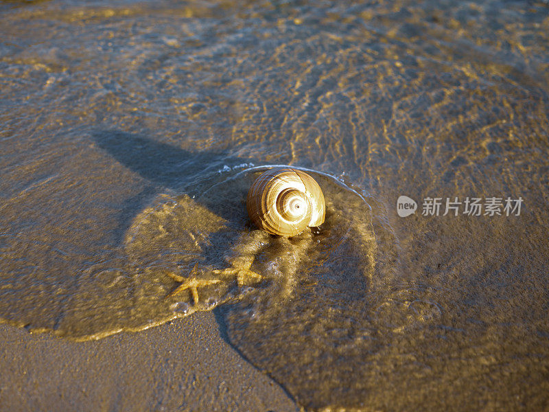 沙滩上漂亮的贝壳