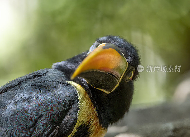 哥斯达黎加雨林里的有领阿拉卡里