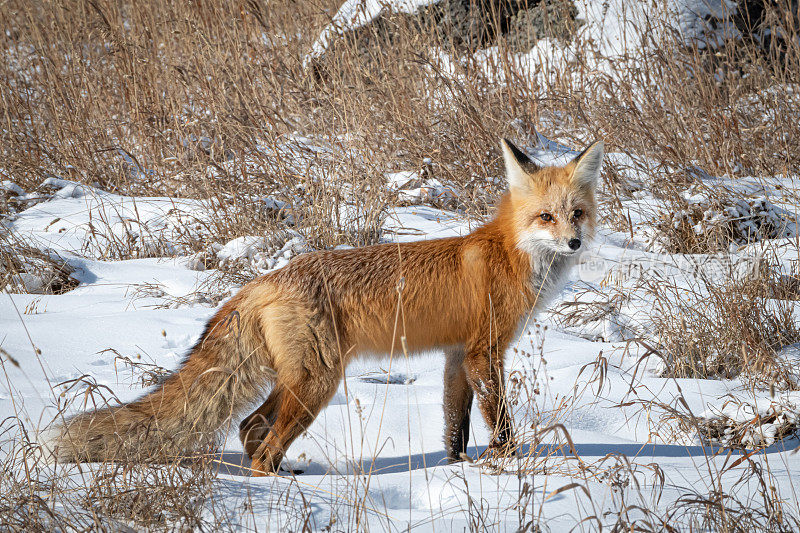 在黄石国家公园狩猎红狐