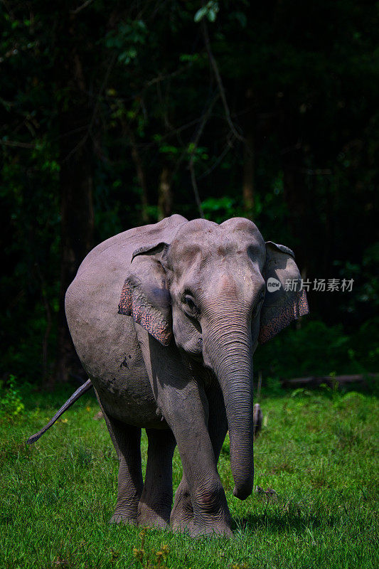 一幅野生亚洲象的肖像
