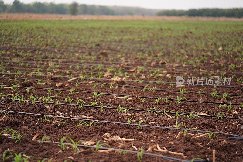 甘蔗种植园的滴灌系统