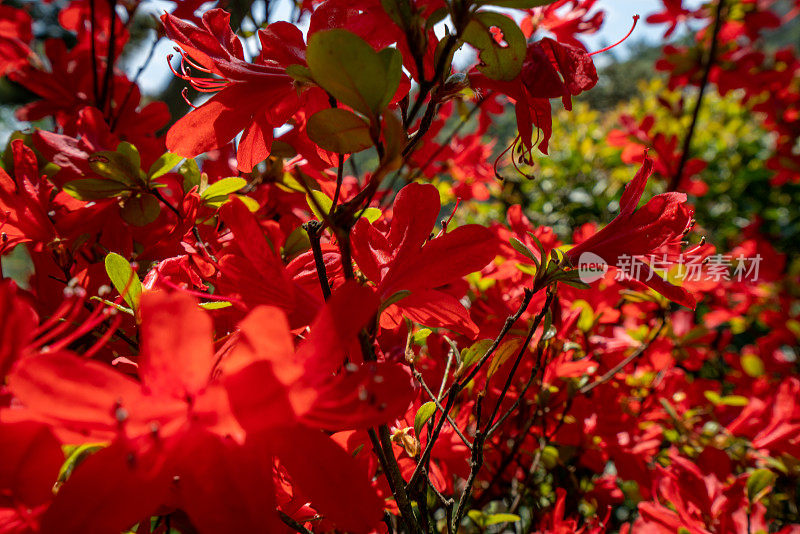 春天的日本花园，杜鹃花的细节