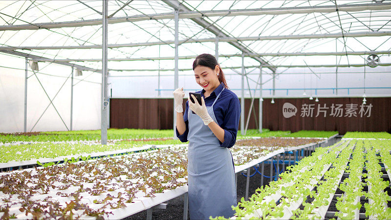 成功的亚洲女性农民使用移动设备在蔬菜水培农场在线销售产品，并庆祝即时赢得的财富。温室里的工人