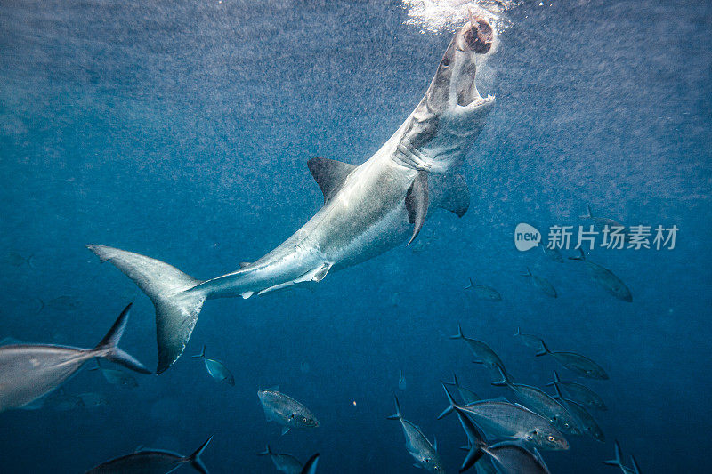 大白鲨在笼中潜水时攻击鱼饵线