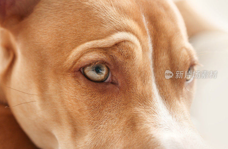 狗近距离聚焦在眼睛上。