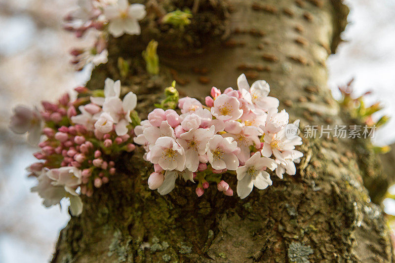 樱花