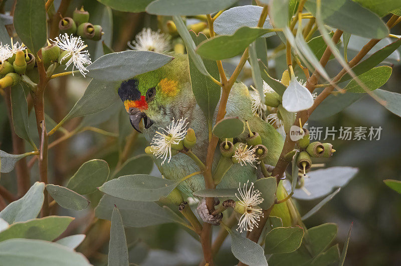 紫冠鹦鹉(紫冠鹦鹉科)