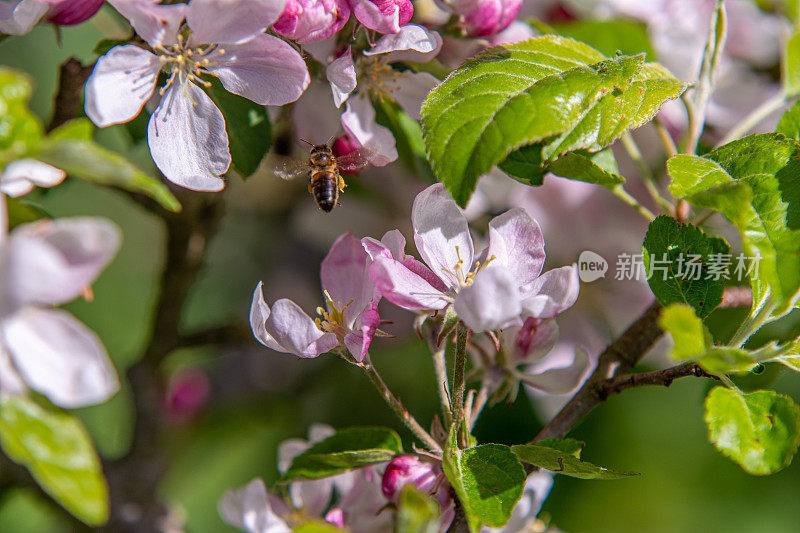 飞着的蜜蜂靠近苹果花